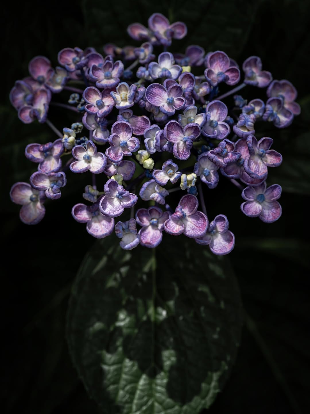 Post 3 by Flower Photography by Yasushi Yoshida on Instagram (image)