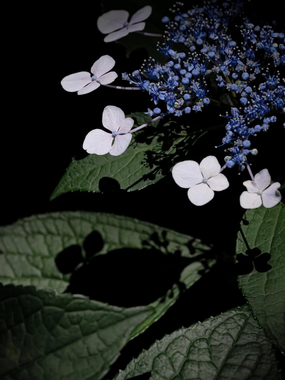 Post 7 by Flower Photography by Yasushi Yoshida on Instagram (image)