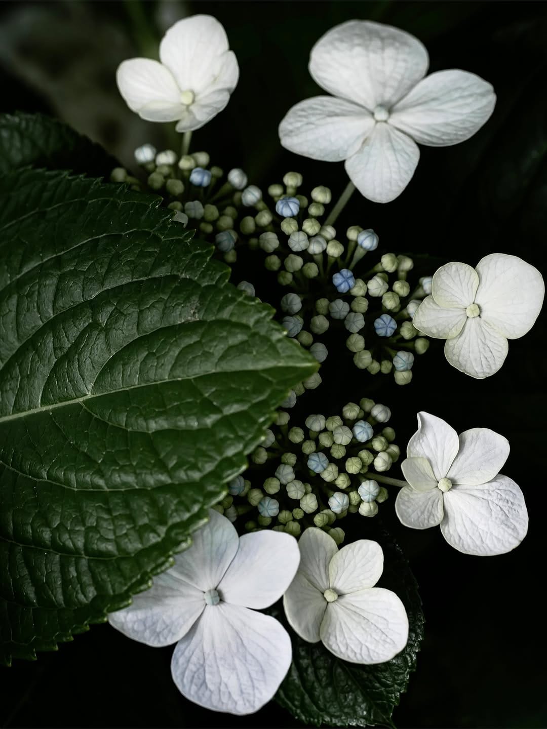 Post 6 by Flower Photography by Yasushi Yoshida on Instagram (image)