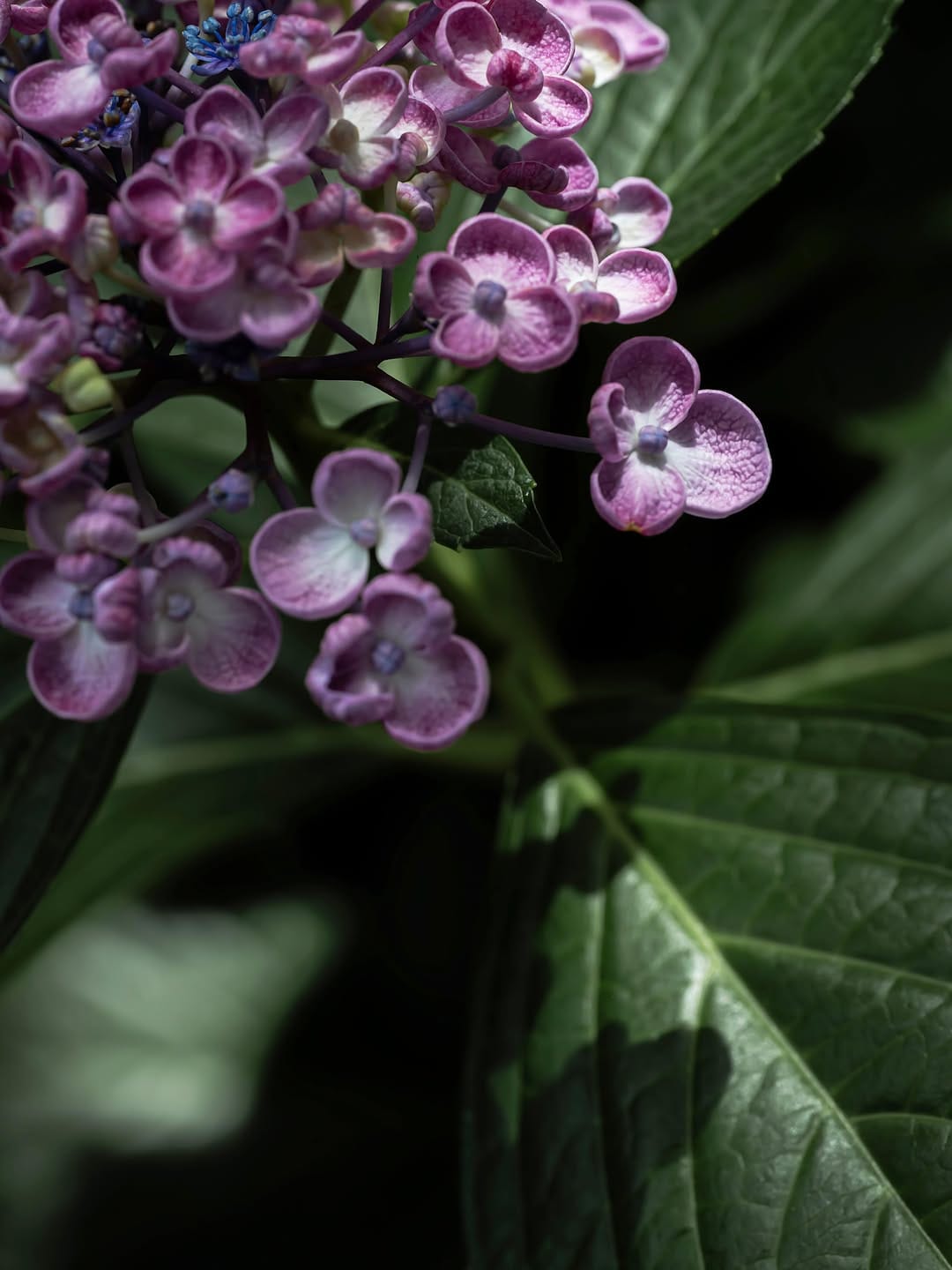 Post 2 by Flower Photography by Yasushi Yoshida on Instagram (image)