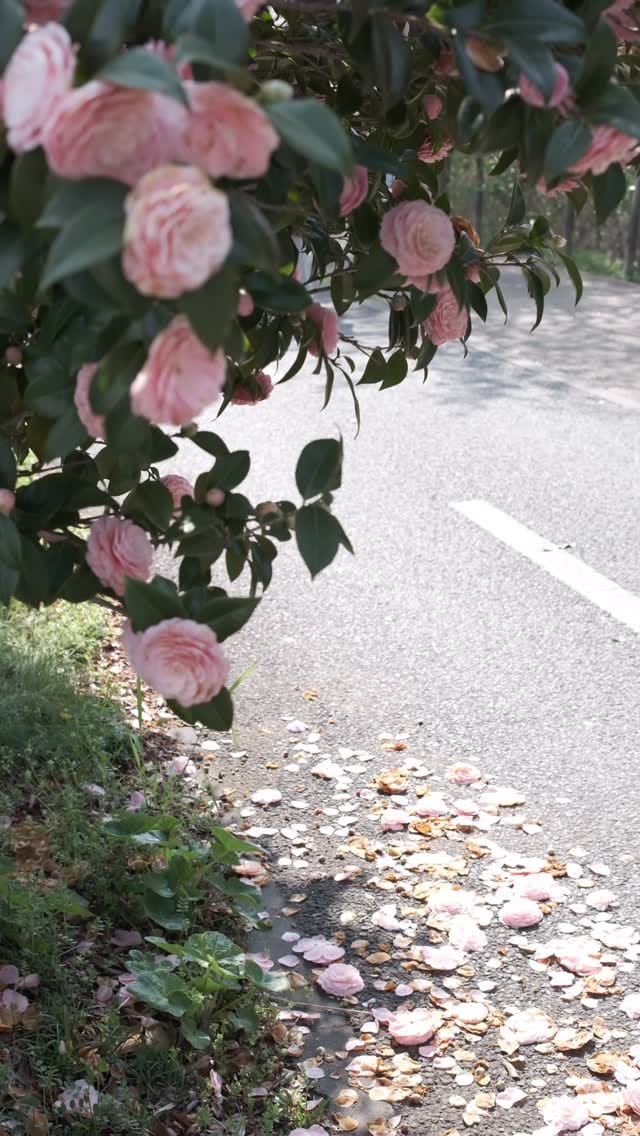 Post 9 by 月川 海人 on Instagram (video)