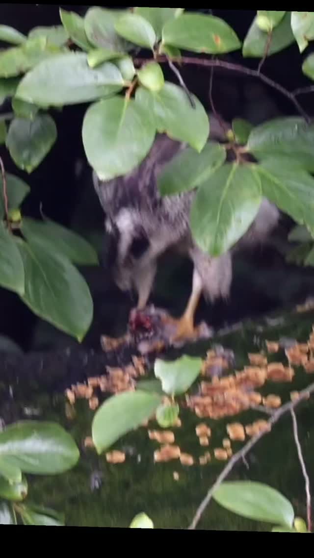 Post 2 by 岩酔 on Instagram (video)
