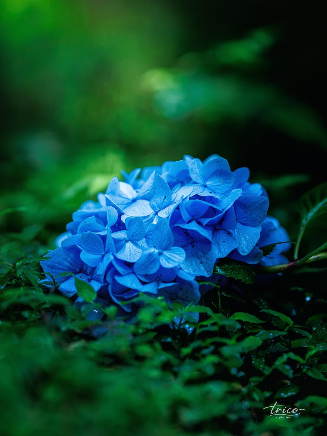 Post 3 by 𝐘𝐨-𝐳𝐢 ｜ 光と季節の記録 on Instagram (image)