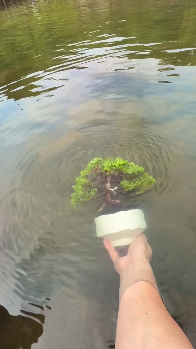 Post 3 by 369BONSAI™︎ on Instagram (video)