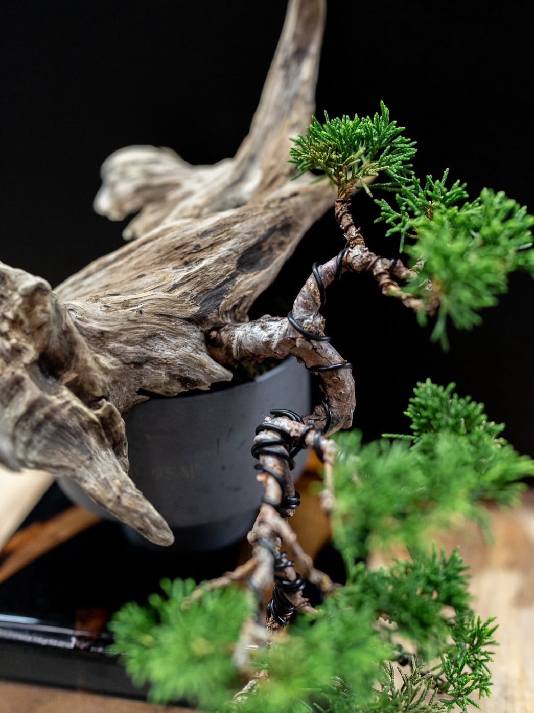 Post 1 by 369BONSAI™︎ on Instagram (carousel)