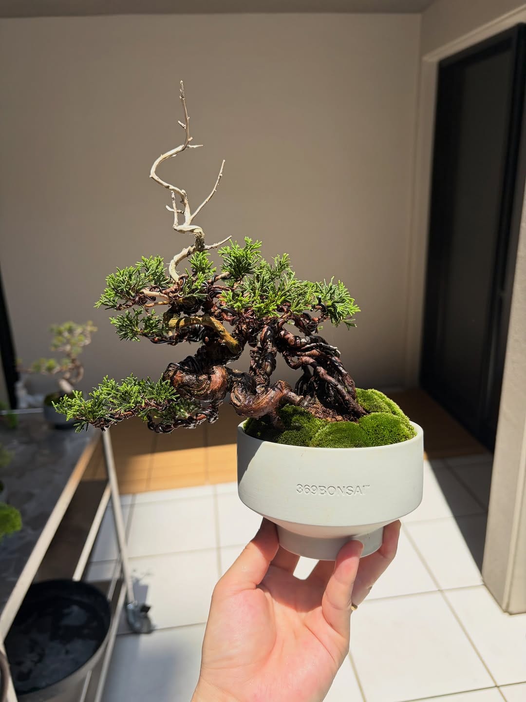 Post 8 by 369BONSAI™︎ on Instagram (carousel)