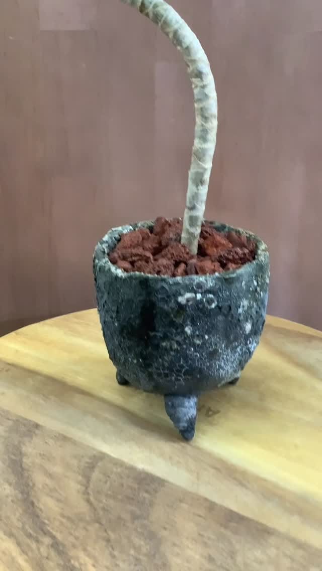Post 1 by Masami Miyajima on Instagram (video)