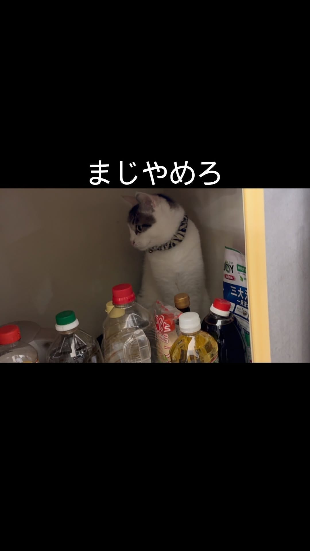 Post 8 by メダカ屋　宮坊 on Instagram (video)