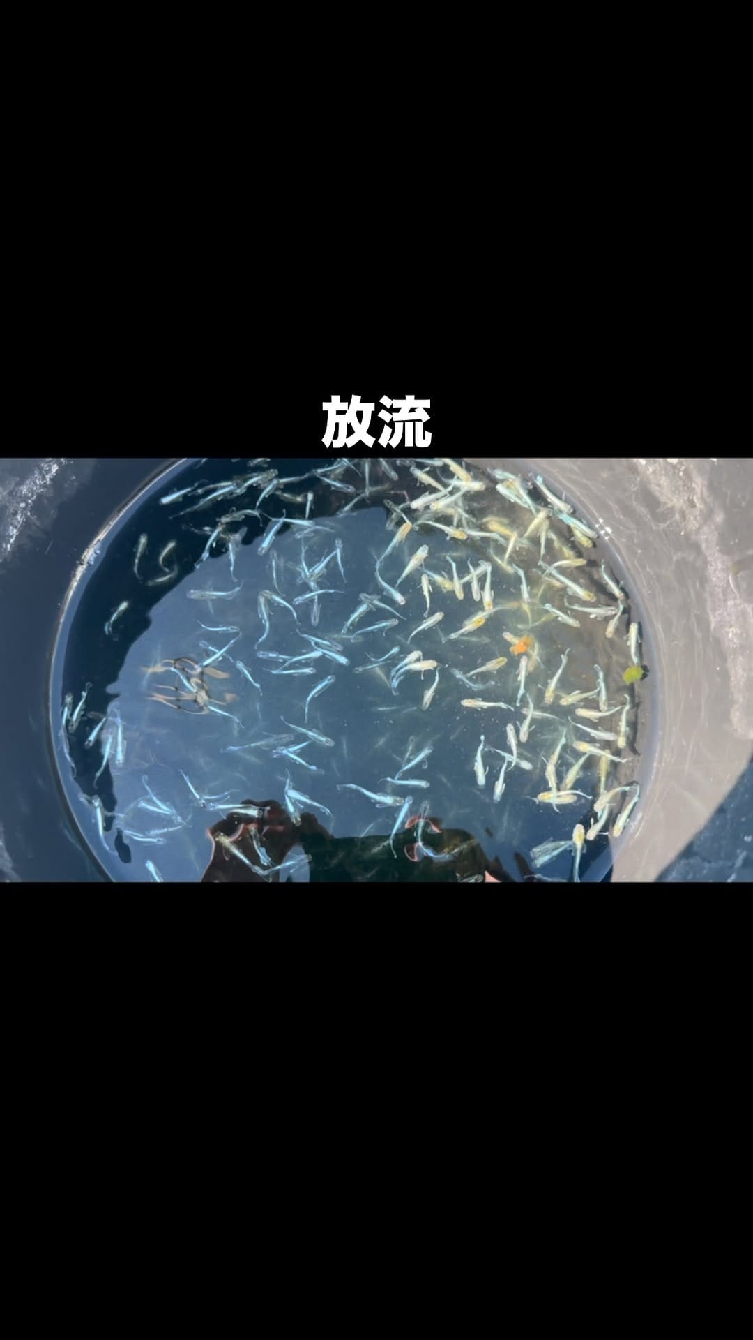 Post 3 by メダカ屋　宮坊 on Instagram (video)