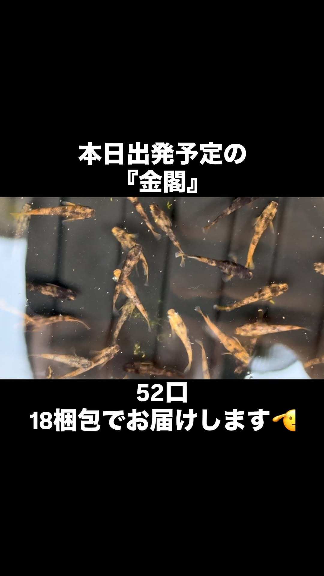 Post 7 by メダカ屋　宮坊 on Instagram (video)