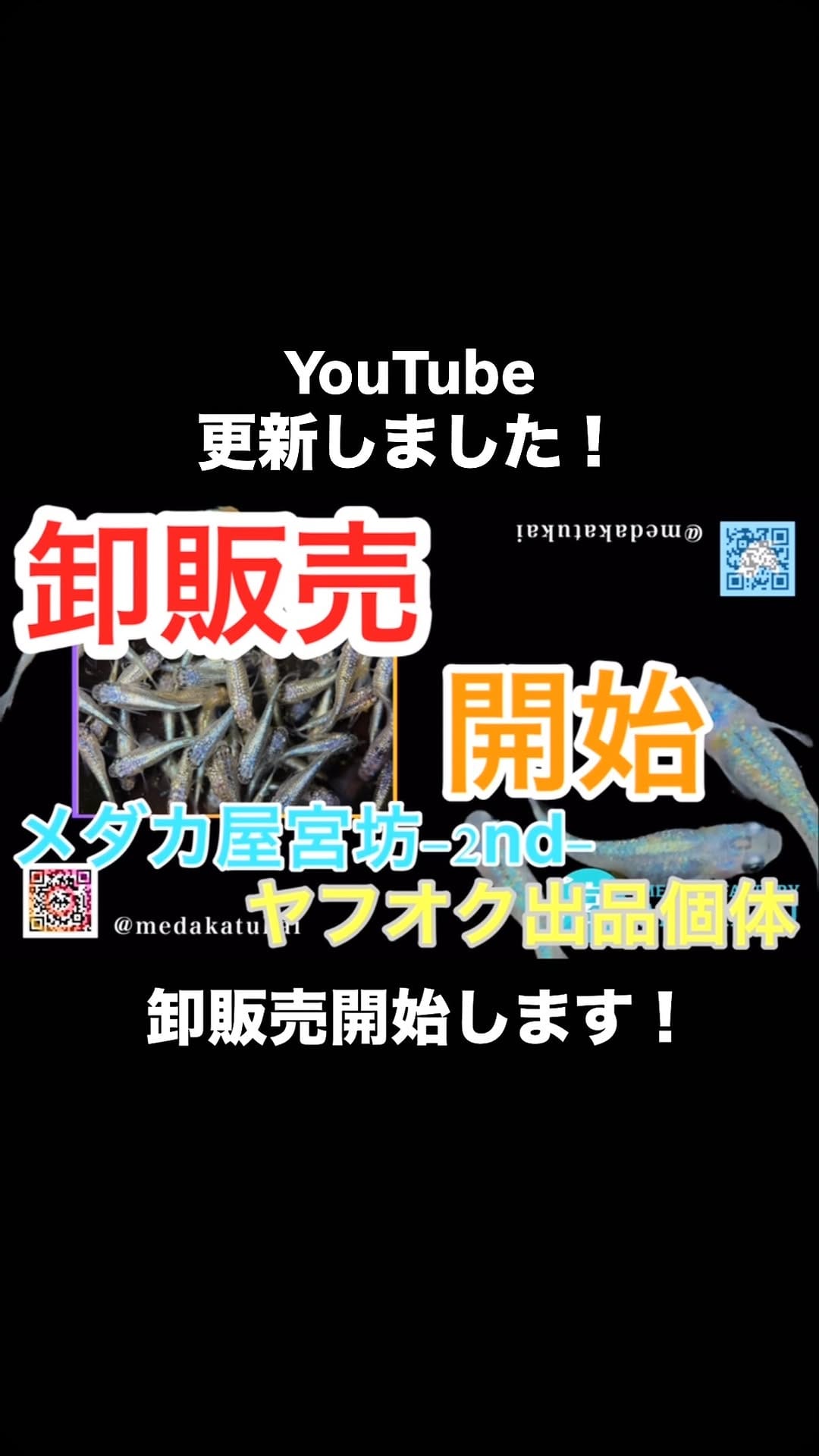 Post 2 by メダカ屋　宮坊 on Instagram (video)