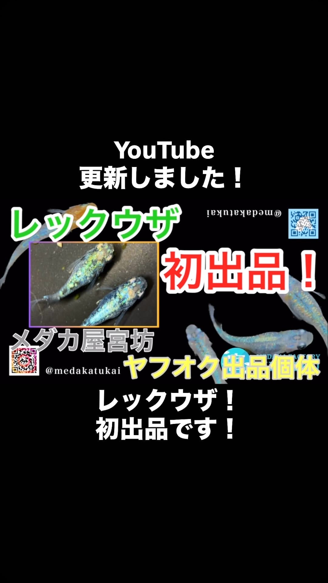 Post 6 by メダカ屋　宮坊 on Instagram (video)
