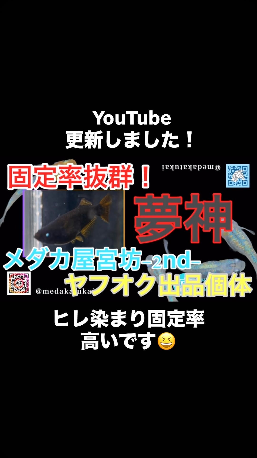 Post 5 by メダカ屋　宮坊 on Instagram (video)
