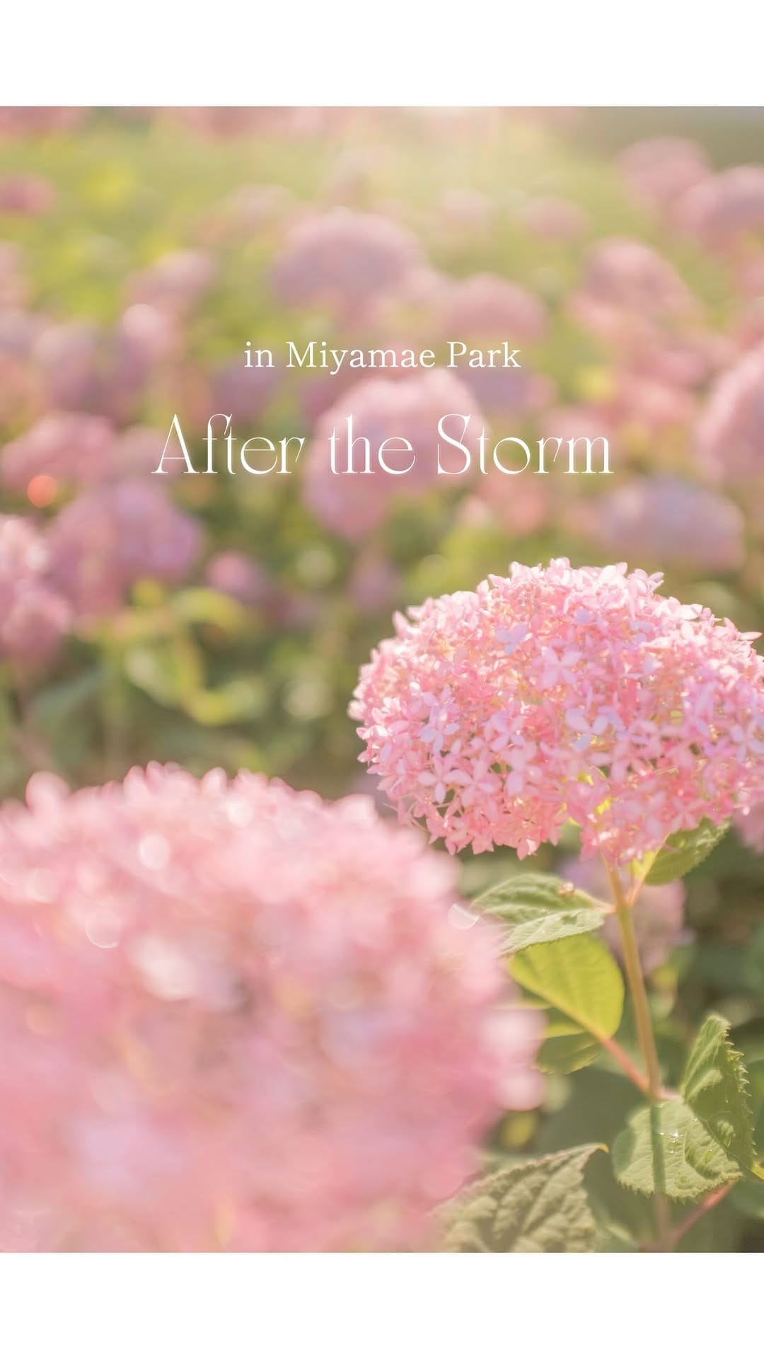 Post 3 by K a r i n  /   辻 村  夏 凛 on Instagram (video)