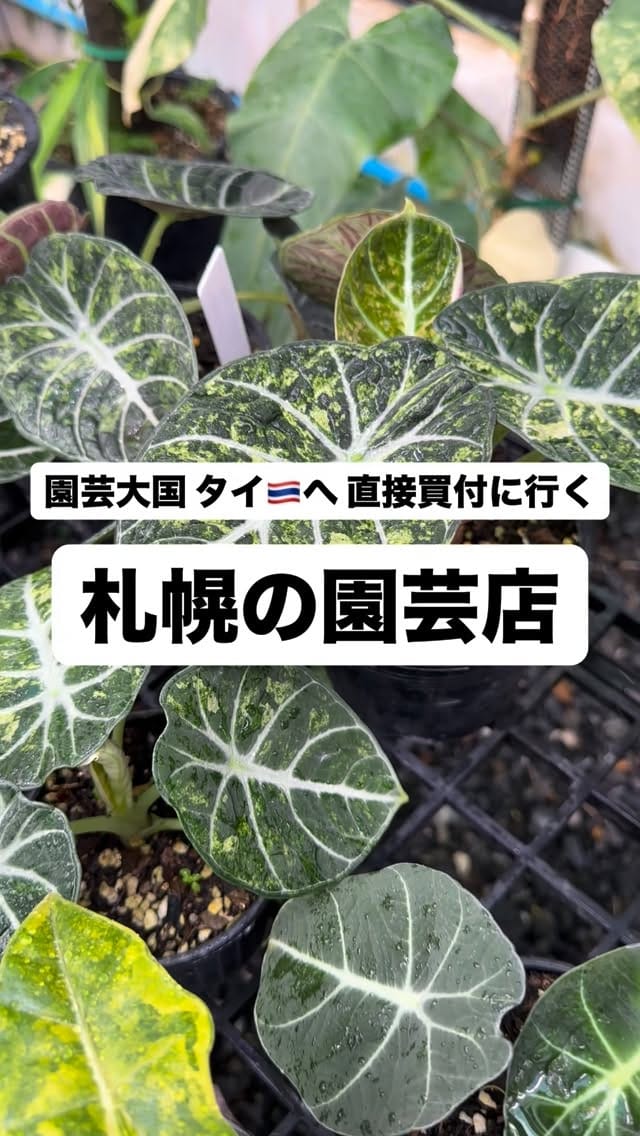 Post 9 by native forest -JAPAN🇯🇵- on Instagram (video)