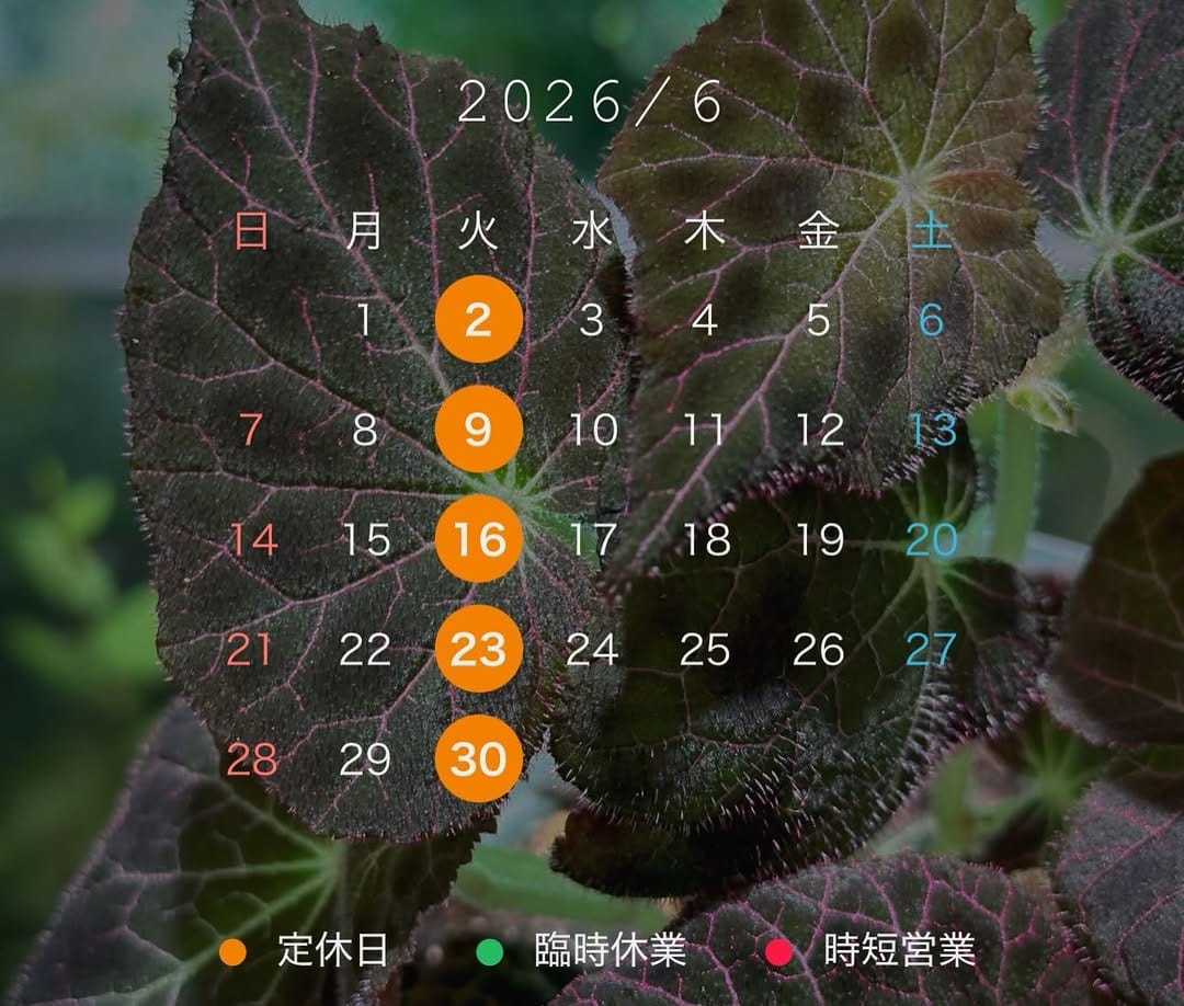 Post 8 by native forest -JAPAN🇯🇵- on Instagram (image)