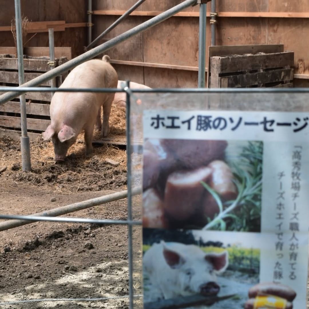 Post 5 by 千葉県いすみ市高秀牧場(手作りチーズ、ジェラート、カフェ) on Instagram (carousel)