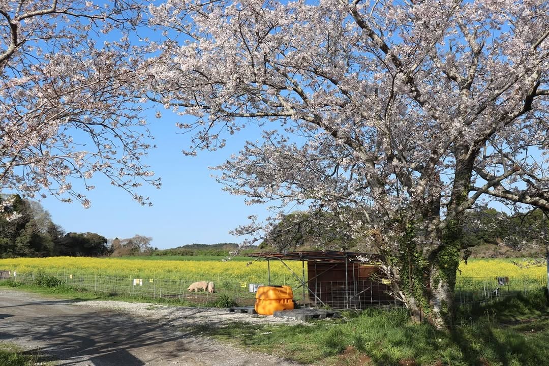 Post 8 by 千葉県いすみ市高秀牧場(手作りチーズ、ジェラート、カフェ) on Instagram (carousel)