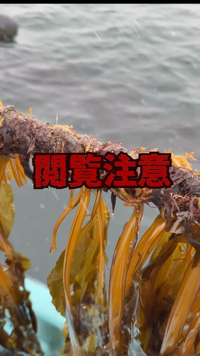 Post 1 by カキ大将｜岩手のカキ漁師（株式会社大将水産） on Instagram (video)