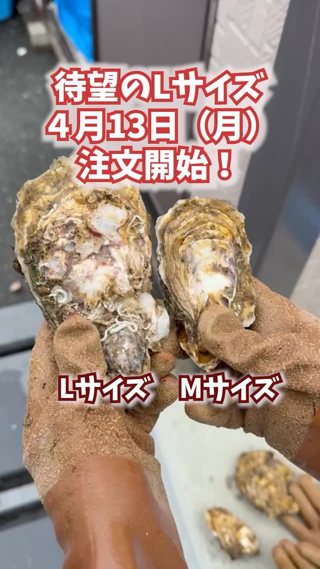 Post 6 by カキ大将｜岩手のカキ漁師（株式会社大将水産） on Instagram (video)