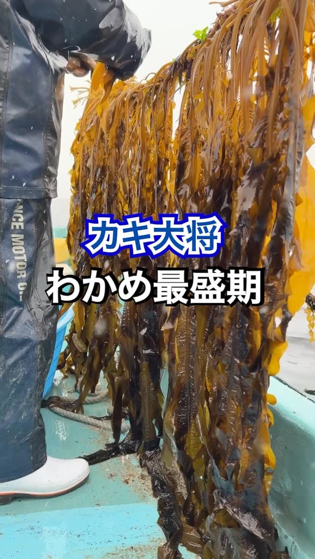 Post 4 by カキ大将｜岩手のカキ漁師（株式会社大将水産） on Instagram (video)