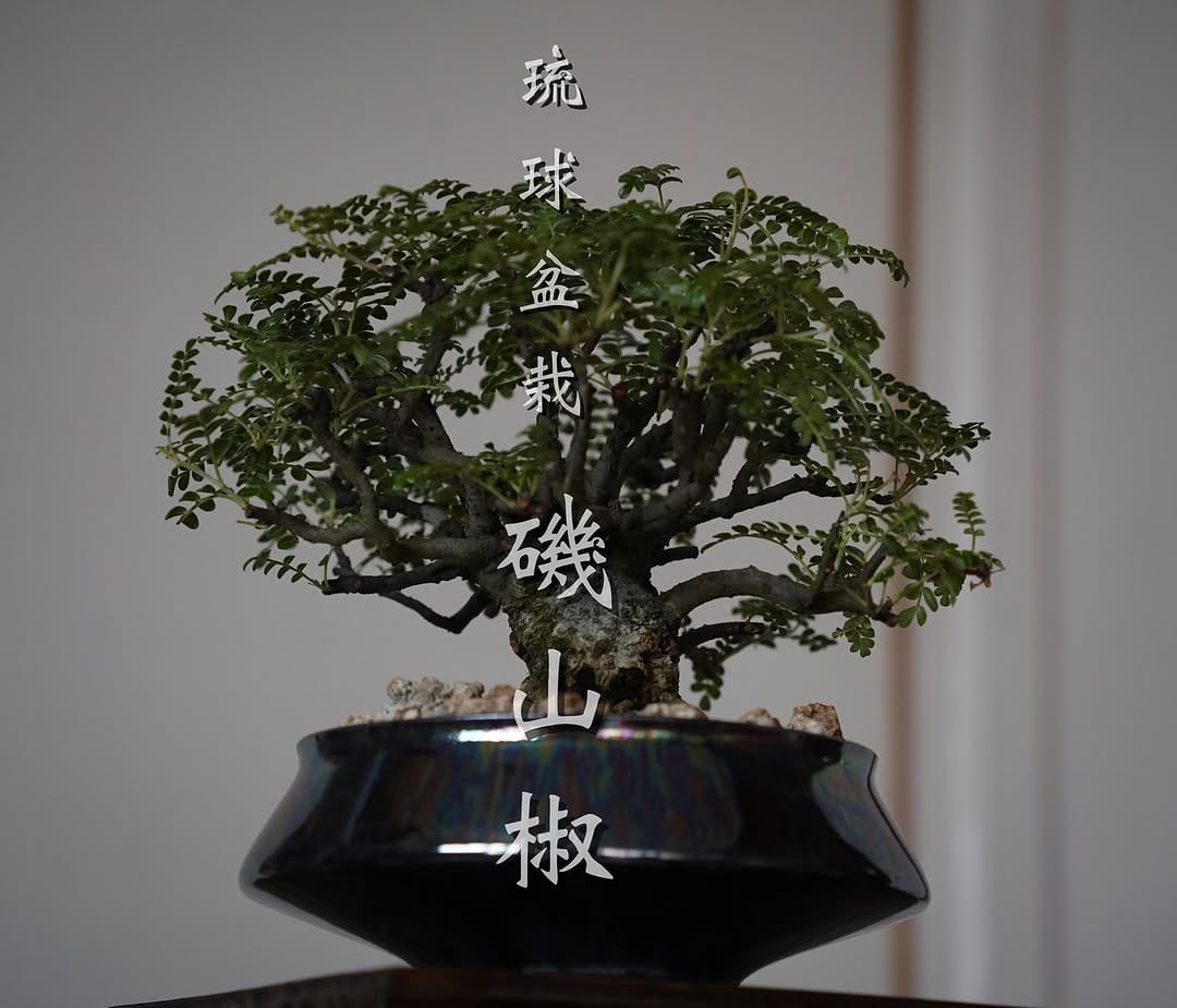 Post 6 by 琉球盆栽　陶賊 - TOUZOKU - on Instagram (carousel)