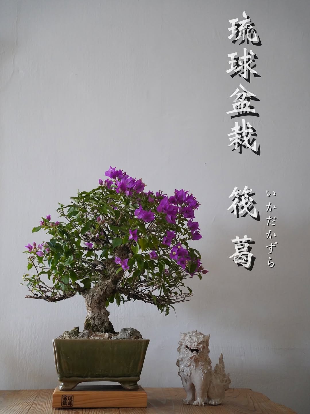 Post 7 by 琉球盆栽　陶賊 - TOUZOKU - on Instagram (image)