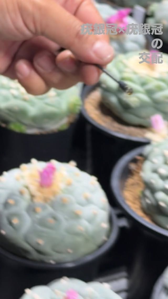 Post 7 by hiroshi  nomura on Instagram (video)