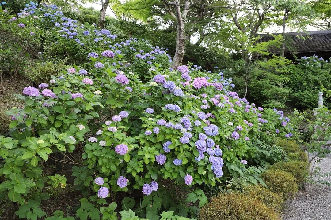 Post 5 by 京都 西山 善峯寺 / Yoshiminedera on Instagram (image)