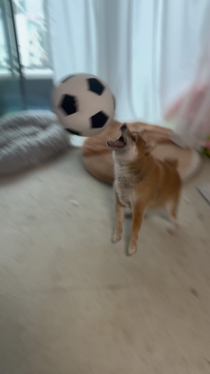 Post 5 by 豆柴ぽんた on Instagram (video)