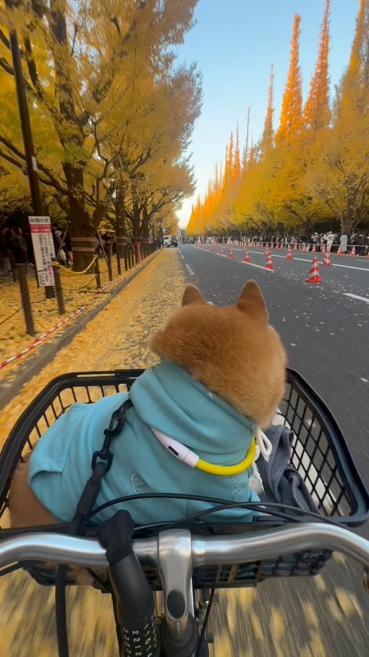 Post 9 by 豆柴ぽんた on Instagram (video)