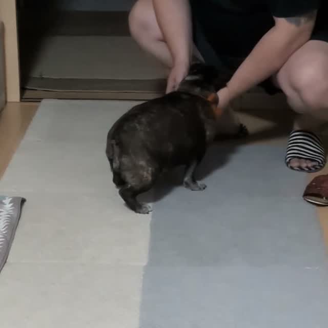 Post 2 by BPP💞ブーポテパシャママん♥️ on Instagram (video)