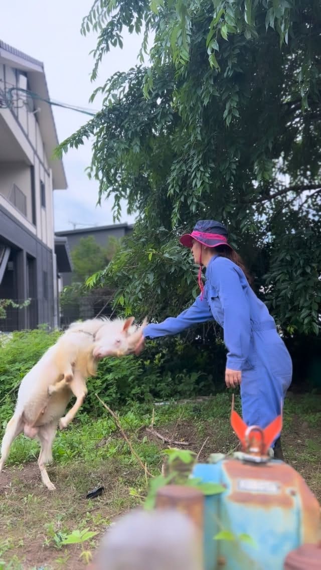 Post 1 by KODA ASAKA on Instagram (video)