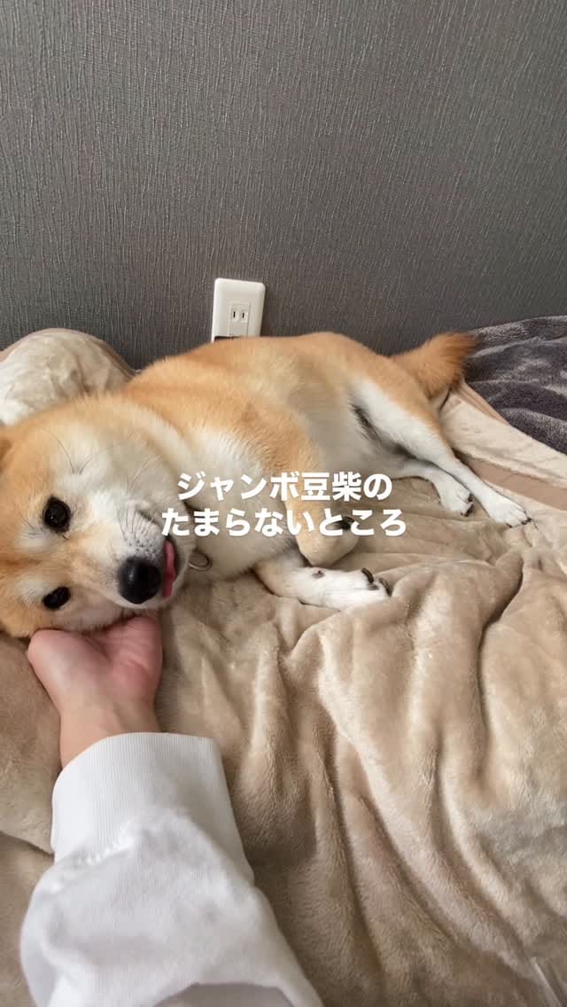Post 8 by ᴥ こむぎといなりᴥ on Instagram (video)