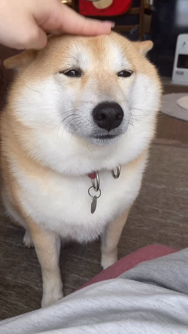 Post 4 by ᴥ こむぎといなりᴥ on Instagram (video)