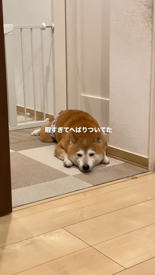 Post 6 by ᴥ こむぎといなりᴥ on Instagram (video)