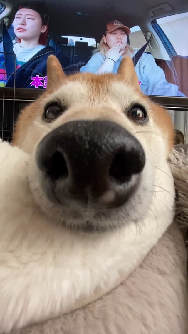 Post 5 by ᴥ こむぎといなりᴥ on Instagram (video)