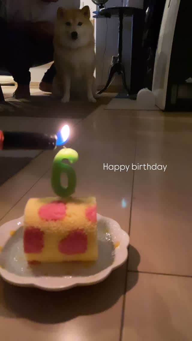 Post 2 by ᴥ こむぎといなりᴥ on Instagram (video)