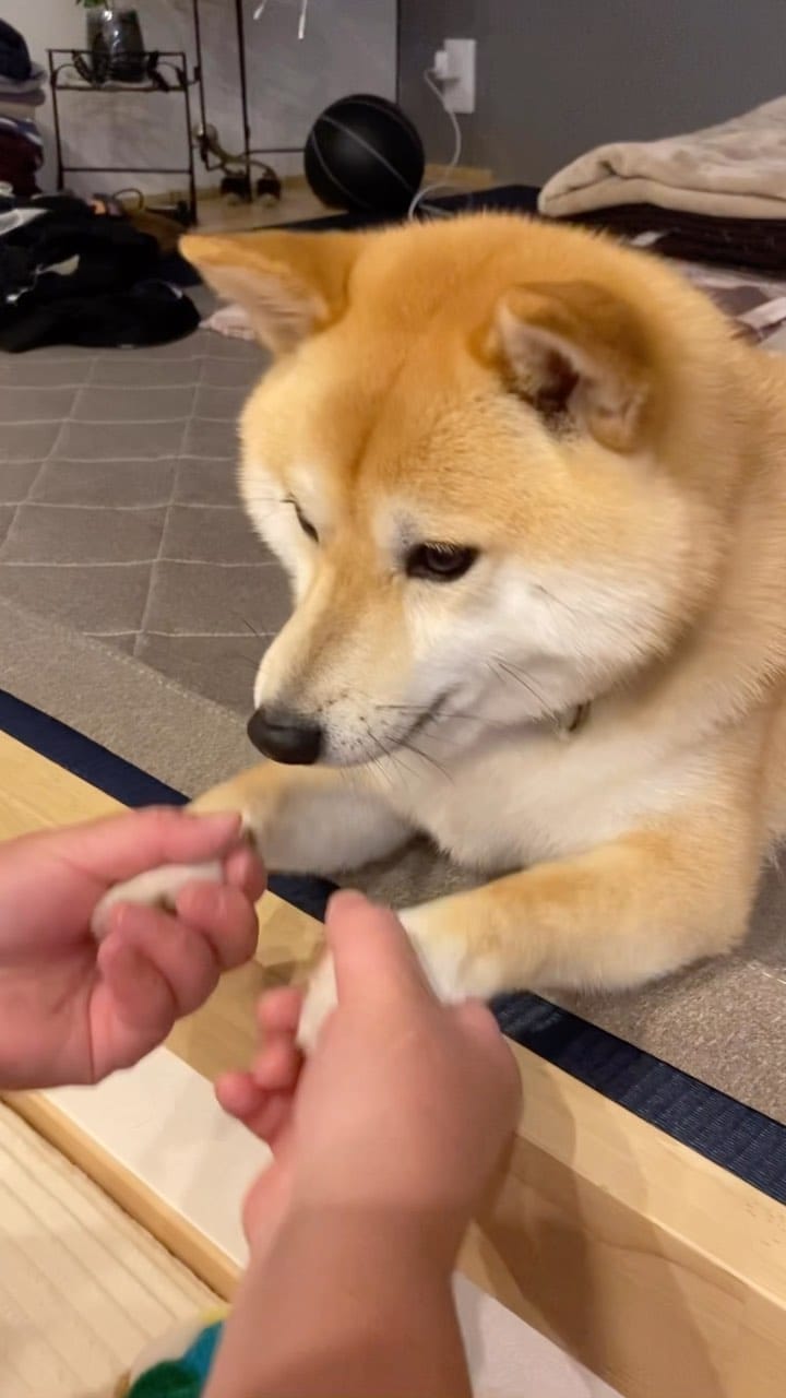 Post 10 by ᴥ こむぎといなりᴥ on Instagram (video)