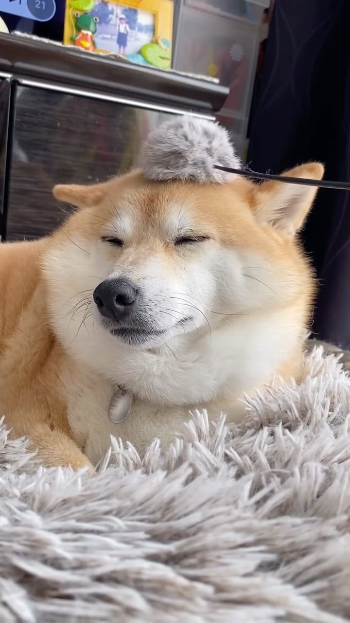 Post 3 by ᴥ こむぎといなりᴥ on Instagram (video)