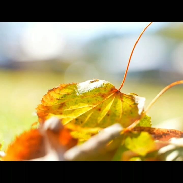 Post 10 by 八ヶ岳クラフト市 on Instagram (video)