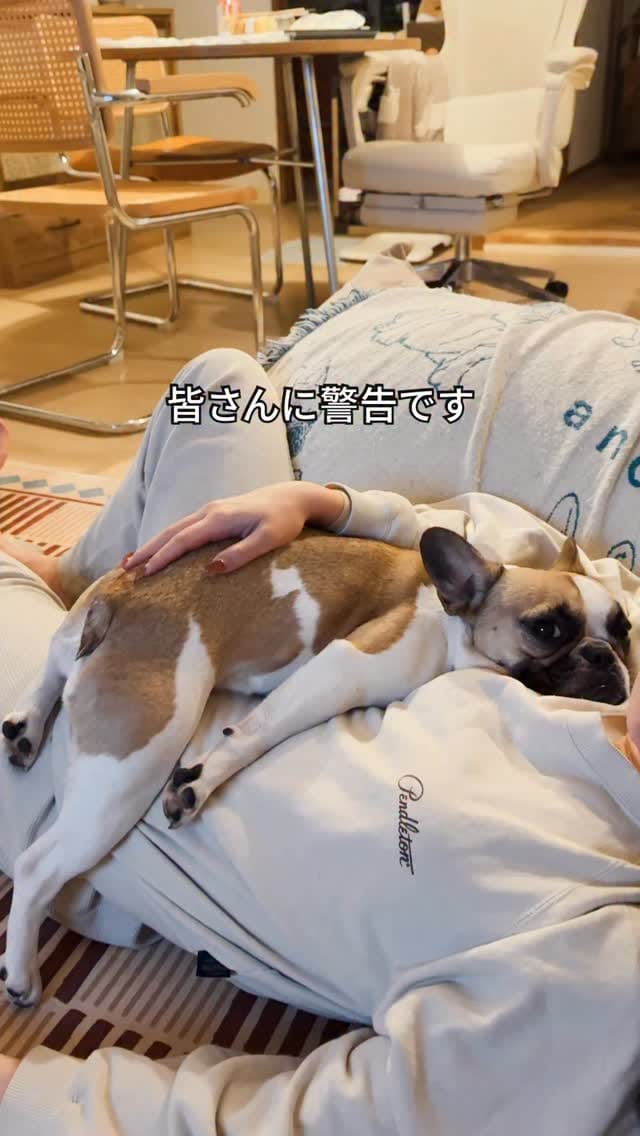 Post 2 by 毎日ぶん太といん花￤フレンチブルドッグ on Instagram (video)
