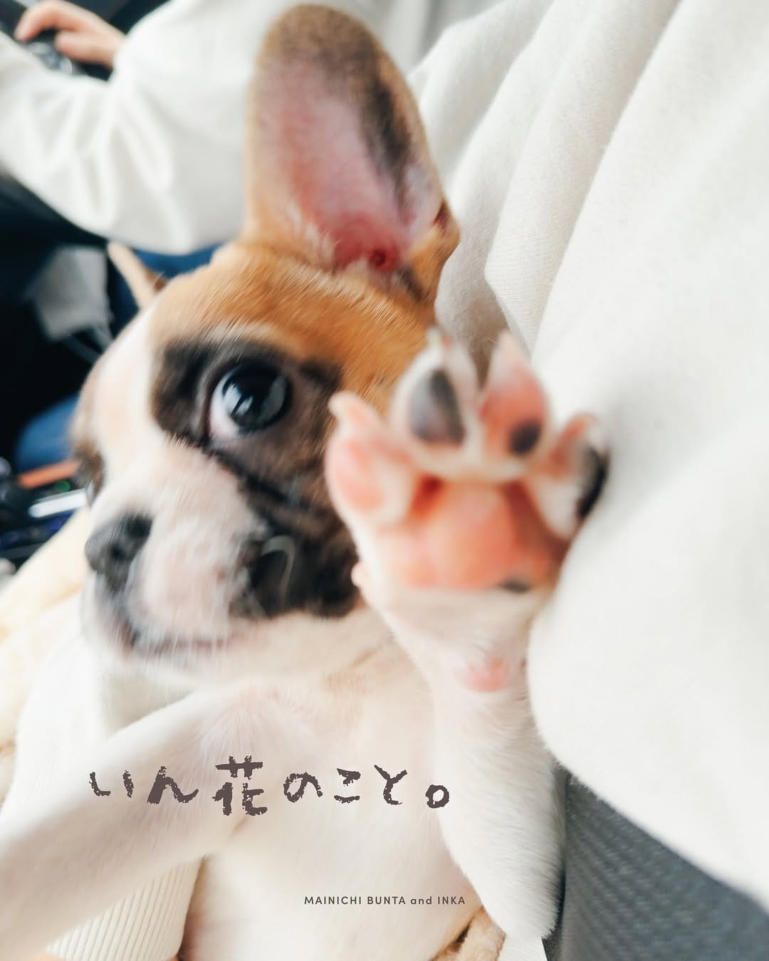 Post 10 by 毎日ぶん太といん花￤フレンチブルドッグ on Instagram (carousel)