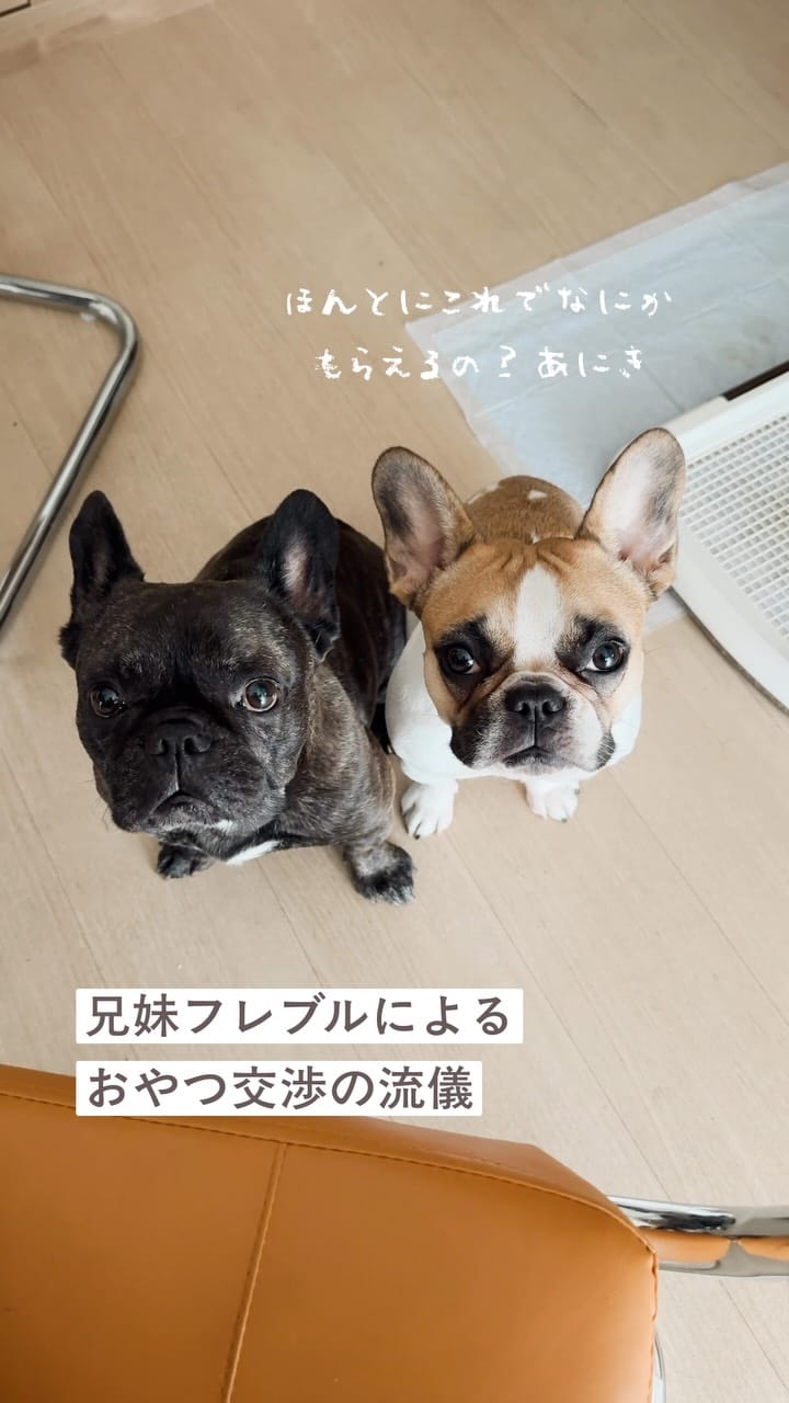 Post 1 by 毎日ぶん太といん花￤フレンチブルドッグ on Instagram (video)
