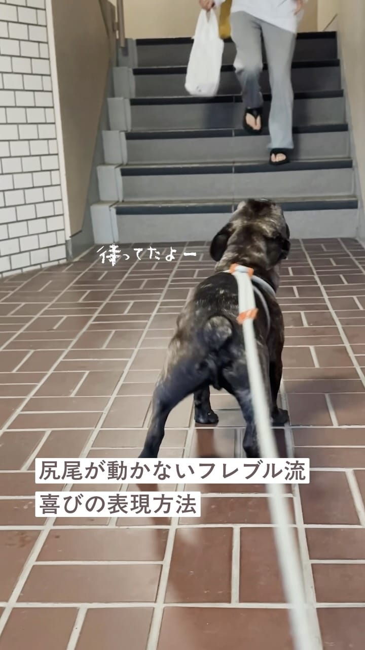 Post 3 by 毎日ぶん太といん花￤フレンチブルドッグ on Instagram (video)