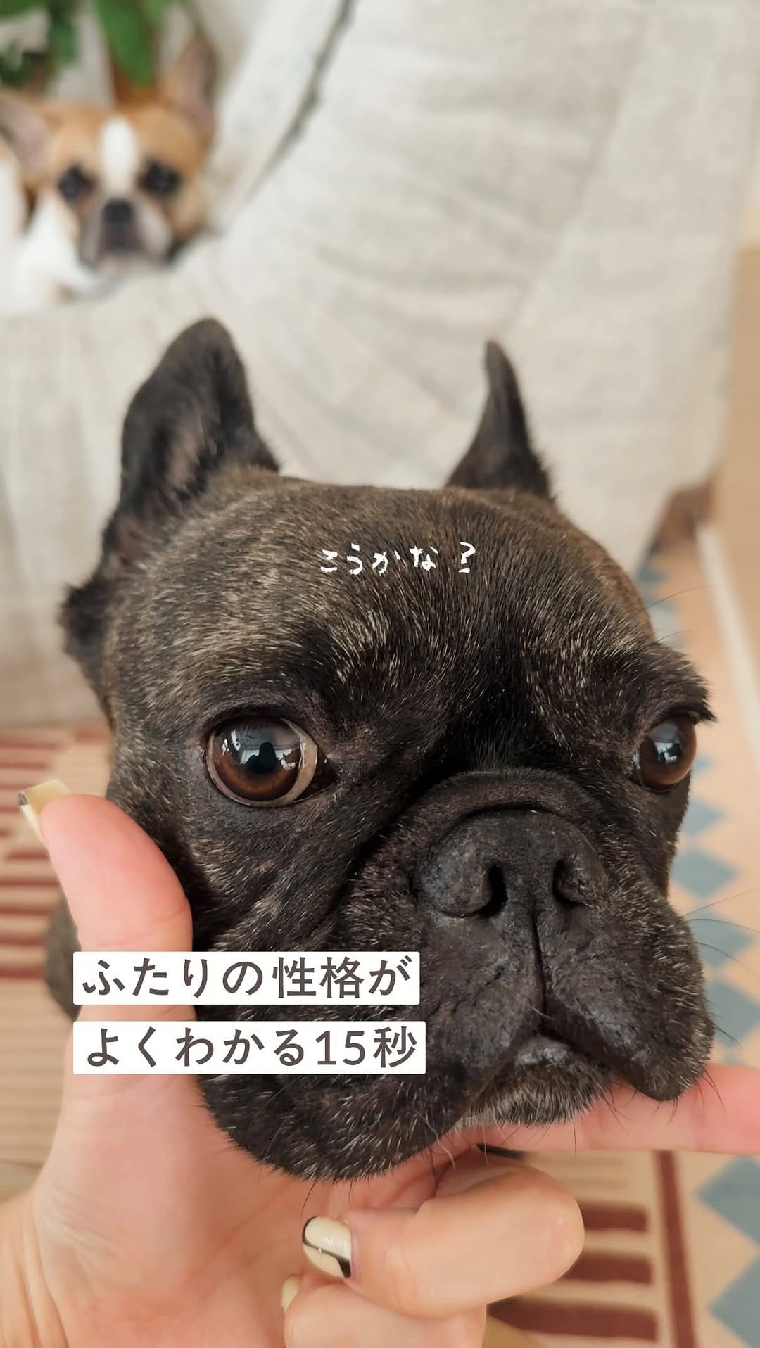 Post 5 by 毎日ぶん太といん花￤フレンチブルドッグ on Instagram (video)