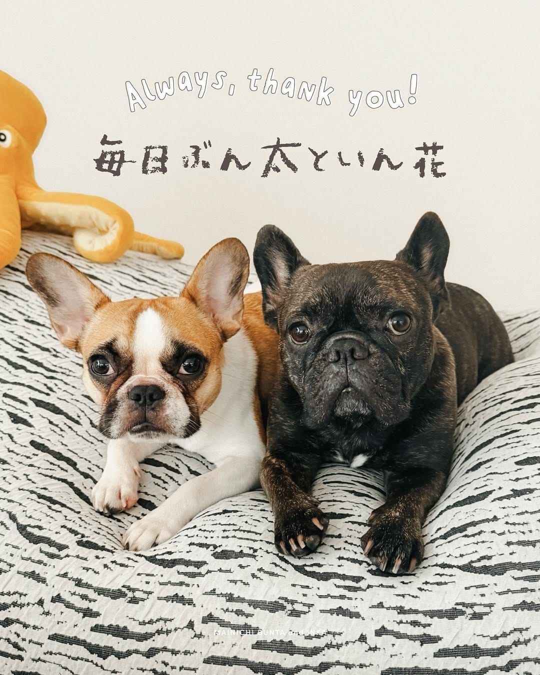Post 8 by 毎日ぶん太といん花￤フレンチブルドッグ on Instagram (carousel)