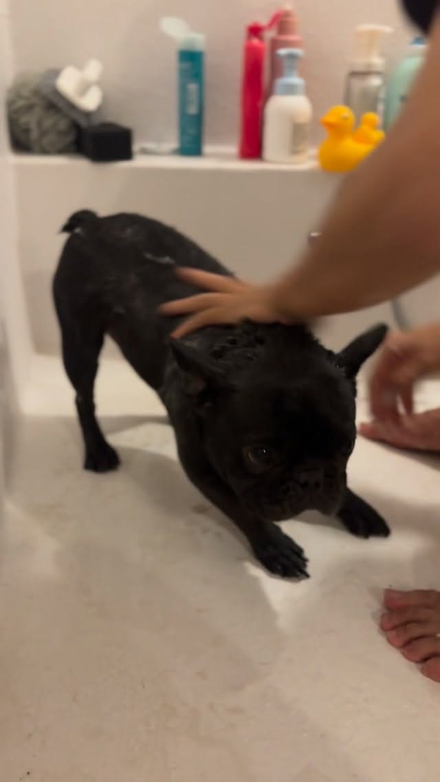 Post 5 by おにぎりとどんぐり🍙🌰おにどん on Instagram (video)