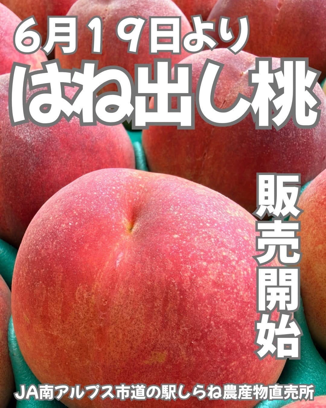 Post 8 by 道の駅しらね農産物直売所🍑JA南アルプス市運営🍇 on Instagram (image)
