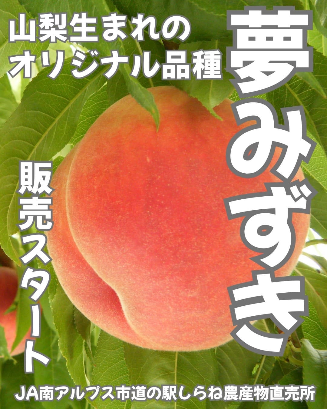 Post 3 by 道の駅しらね農産物直売所🍑JA南アルプス市運営🍇 on Instagram (image)